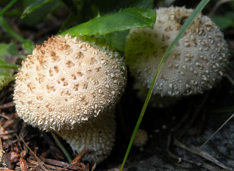 Lycoperdon dal Trentino